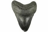 Fossil Megalodon Tooth - South Carolina #226450-1